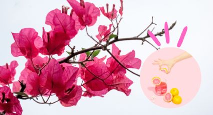 Prepara una limonada casera usando la hermosa flor de buganvilia