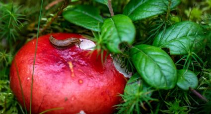 ¿Cómo eliminar babosas y caracoles? Estos son los ingredientes de cocina que protegen tu jardín