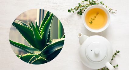¿Qué beneficios tiene el té de Aloe vera? Todo lo que tienes que saber de esta infusión