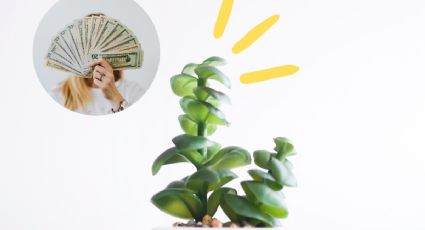 Feng Shui: 3 tipos de árbol de jade que puedes usar como plantas del dinero y atraer la abundancia