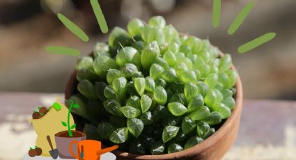 Haworthia: Reproduce con éxito la suculenta diamante, truco de jardinería fácil