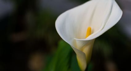 Abono orgánico: aplica 1 taza de este ingrediente de cocina y haz florecer tu Cuna de Moisés