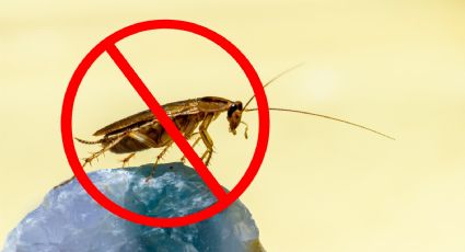 Prepara este insecticida casero para eliminar cucarachas desde la primera aplicación