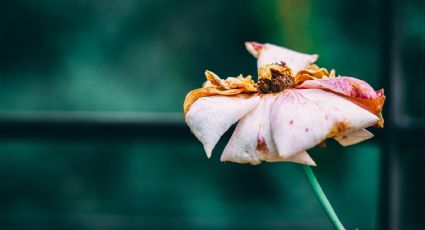 ¿Cómo revivir las plantas muertas? Trucazo con un ingrediente de cocina