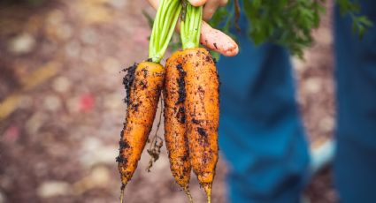 Huerto casero: Conoce la forma MÁS sencilla de cultivar zanahorias reutilizando bidones de agua