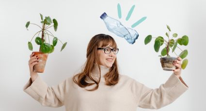 Propaga tu planta cucharita usando una botella de plástico