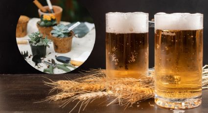 Conoce los múltiples usos de la cerveza en el cuidado de las plantas