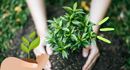 3 trucos de jardinería para ahuyentar las plagas en las plantas con ingredientes de cocina