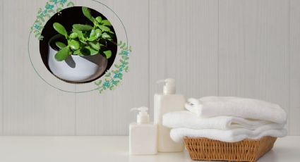 Plantas de interior: ¿Puedo poner un árbol de jade en el baño?