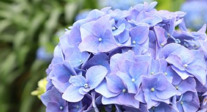 ¿Tus hortensias tienen las hojas amarillas? 2 ingredientes de cocina para recuperar tus plantas