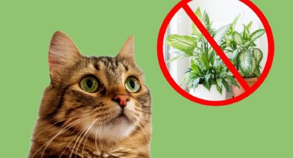 ¿Tus gatos destrozan tus plantas? Aplica este GENIAL truco con solo un material