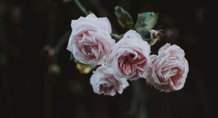 ¿Rosas en casa? Conoce los mejores consejos para potenciar el color de tus flores