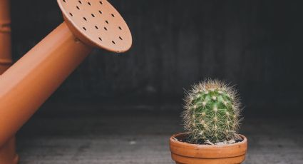 Feng Shui: ¿Dónde colocar el cactus en la casa para usarlo como amuleto de protección?