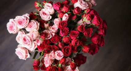 ¿Cómo cuidar las rosas que te regalaron? Sencillo truco para revivir tus flores cortadas