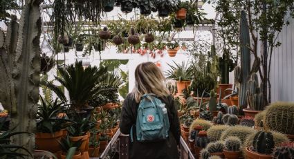 5 errores que NO debes hacer al comprar una planta de interior