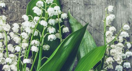 Una cucharadita de este abono orgánico con potasio y tus plantas florecerán rápidamente