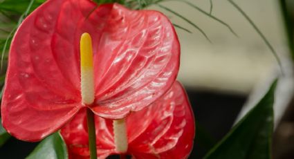 ¿Cómo enraizar Anturios rojos? El método más sencillo para reproducir tus plantas de interior