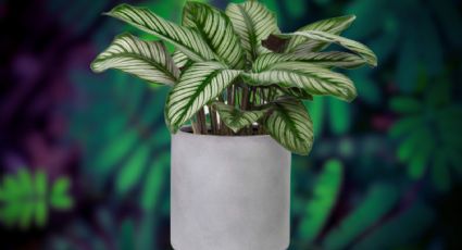 ¿Cómo evitar que las hojas de las calatheas se resequen? Usa este truco de jardinería para evitarlo