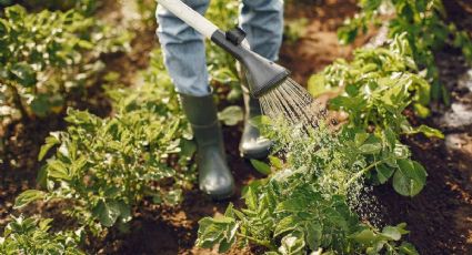 4 razones por las que debes utilizar agua de lluvia para regar tu huerto casero