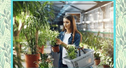 ¿Cómo tratar una planta recién comprada? Aprende a cuidarla con estos trucos de jardinería