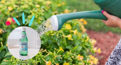 Truco de jardinería: ¿Es bueno regar las plantas con agua mineral?