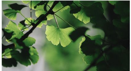 ¿Qué es el Ginkgo Biloba y por qué todos están hablando sobre él?