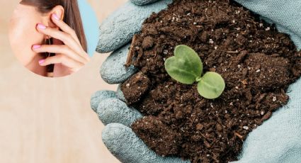 Cabello y uñas: la extraña pero útil composta que puede nutrir el huerto urbano