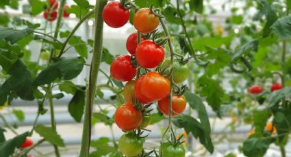 ¿Qué se puede hacer con las hojas de los tomates? Aprovéchalas de esta manera en el huerto