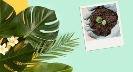 Prepara el mejor sustrato casero para plantas tropicales con solo 3 ingredientes