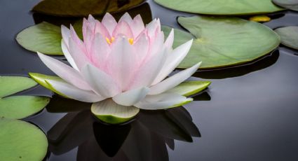 ¿Cómo cuidar la flor de loto en tu casa?