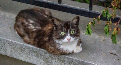 ¿Por qué es bueno que los gatos coman pasto especial?