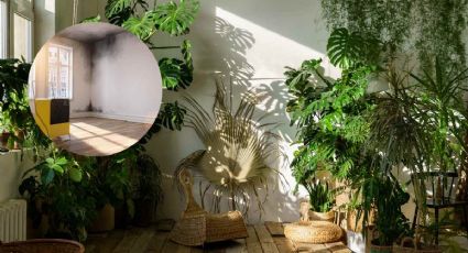 Plantas de interior: 3 opciones que puedes utilizar para eliminar la humedad en las paredes