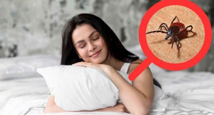 ¿Cómo eliminar los ácaros de la almohada? Truco casero con 1 ingrediente que debes utilizar