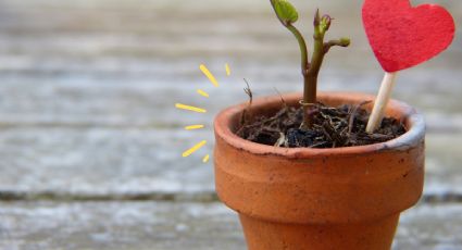 3 macetas con materiales reciclados para decorar tu cocina con plantas