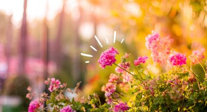 Un puñito de este abono casero con 2 ingredientes de cocina y tus plantas explotarán de flores