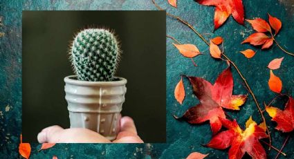 3 sencillos trucos para hacer florecer tus cactus en este otoño