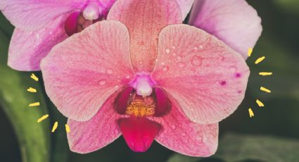 Poderoso abono casero con caramelo para que tus orquídeas exploten de flores