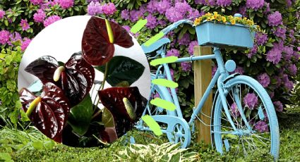 Truco de jardinería: La técnica que debes hacer cuando tu anturio chocolate tiene flores pequeñas y secas