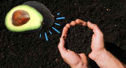 Hueso de aguacate: el mejor abono orgánico para tus plantas, así de sencillo se aplica