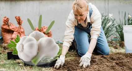 Truco de jardinería: Descubre tres formas diferentes de reproducir el ajo en agua