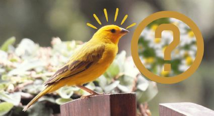 Descubre la planta aromática que es buena para la digestión de las aves