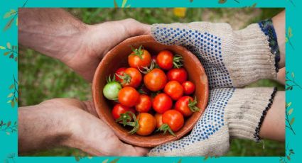 Huerto casero: Cultiva tus propios tomates en pared reciclando tus bidones de agua