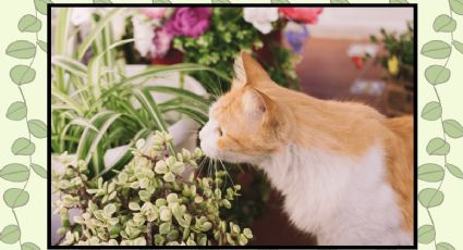 Evita tener estas plantas en tu hogar porque pueden ser tóxicas para niños y gatos