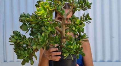 Árbol de Jade: Este es el abono orgánico de 1 ingrediente que le dará vida a tu planta