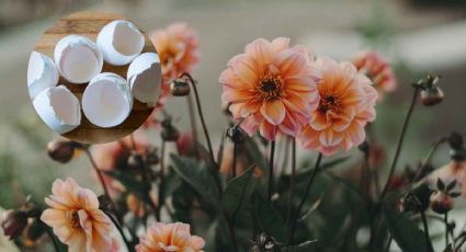 Flores de otoño: Prepara este poderoso abono con cáscara de huevo para una floración inmediata