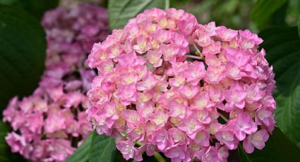 ¿Cómo cuidar las hortensias? Poderoso abono líquido con dos ingredientes de cocina