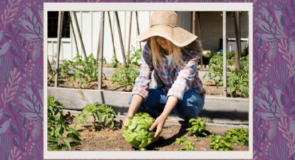 ¿Qué se puede cultivar en el mes de septiembre?  Cultiva estas semillas en tu huerto en casa