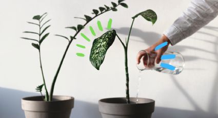 Descubre el aditamento que te ayudará a saber cuando regar tus plantas de interior