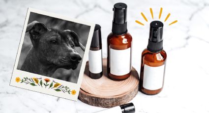 La minuciosa rutina de skincare que necesitan los perros xoloitzcuintle que debes tomar en cuenta