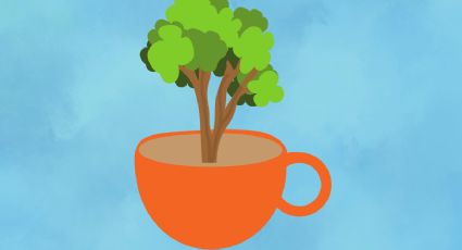 Planta un árbol en una taza de té y aromatiza tu cocina